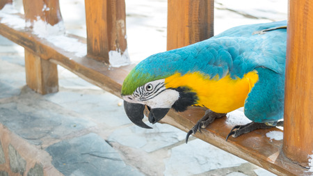 Blue and Yellow Macaw on Wooden Fenceの写真素材
