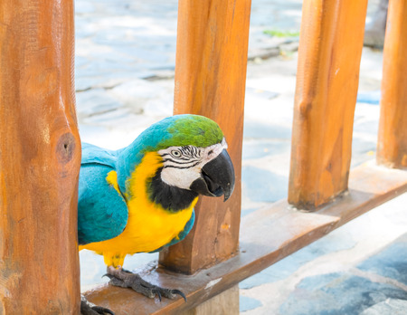 Blue and Yellow Macaw on Wooden Fenceの写真素材
