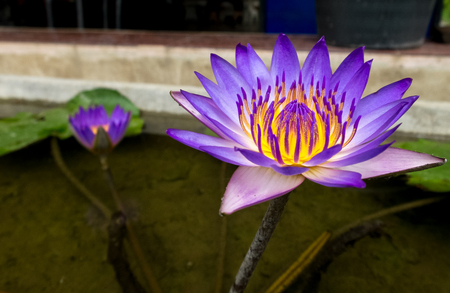 Beautiful Purple Yellow Lotus Flower in The Small Pondの写真素材