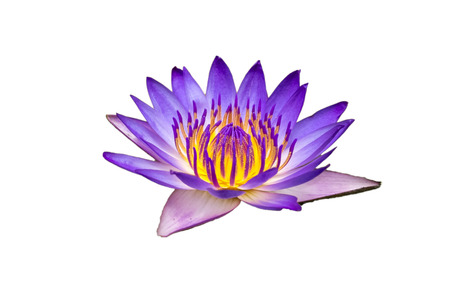 Beautiful Purple Yellow Lotus Flower Isolated on White Background の写真素材