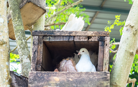 Single White Pigeon (Dove) in The Wooden Box Nestの写真素材