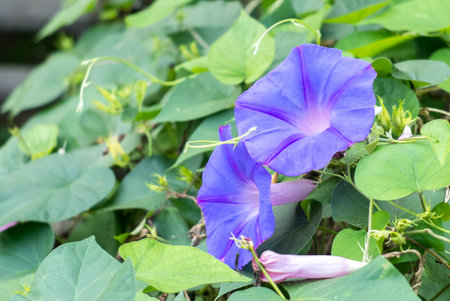 Close up Couple Shading Purple Butterfly Pea Flowers Blooming on The Tree with Green Leaves...