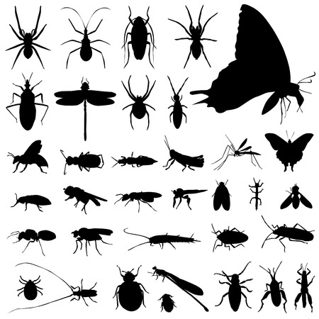 set of insect vector のイラスト素材
