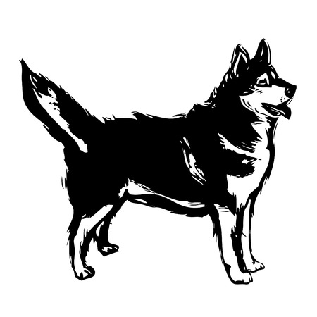 siberian husky illustration のイラスト素材