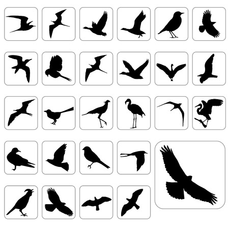 big set of birds vector のイラスト素材
