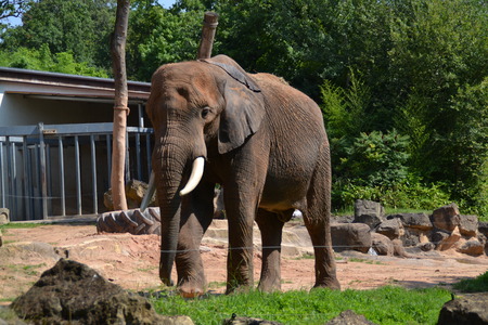 elephantの写真素材