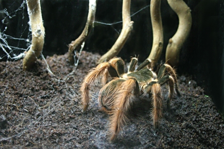 Tarantula Spiderの写真素材