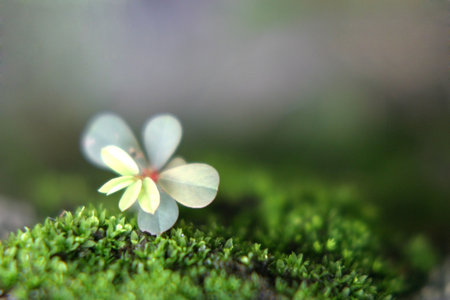 Bud