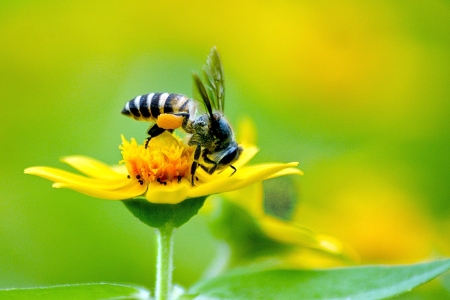 Honey Bee feeding on pollenの写真素材