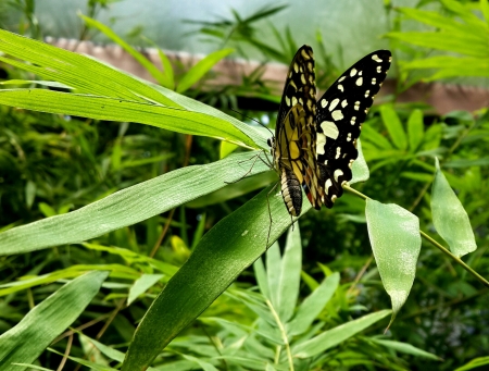 Butterfly on bamboo leaveの素材