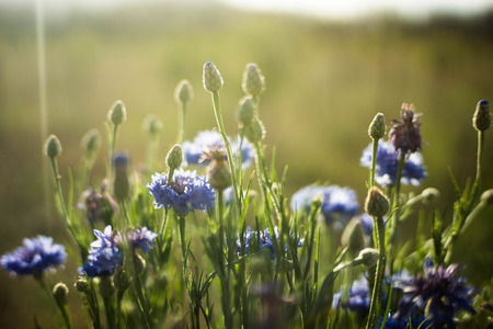 flowers under the sunshineの写真素材