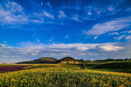 Flowers after the rainの写真素材