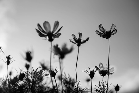Close up of flowersの写真素材