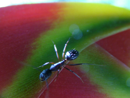 THE ANT RACE