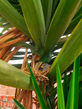 Baby bird in nest on the palm tree, closeup of photo