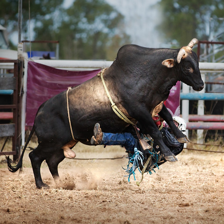 Rider falls off bucking bull at a country rodeoの写真素材