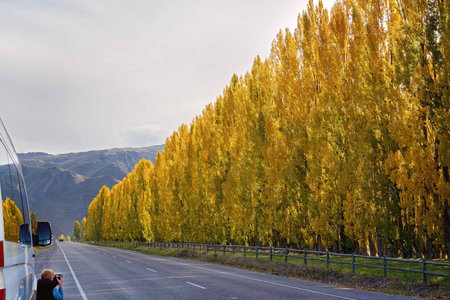 Row of poplars with leaves turned yellow with the season of autumn