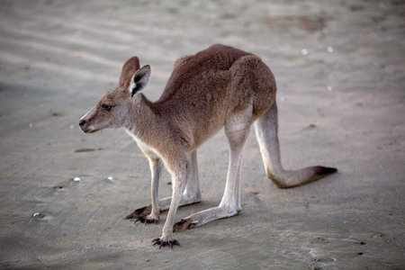 Australian kangaroo in close up standing on sand on the beach at dawn