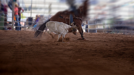 Calf being roped at an event at an indoor country rodeo in Australiaのeditorial素材