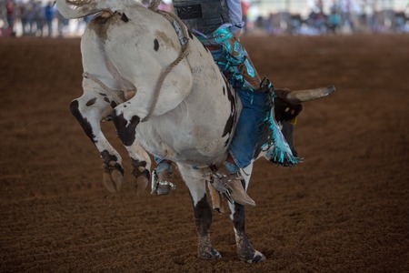 Colorful gear of a young cowboy riding a calf at an event at an indoor country rodeo in Australiaの写真素材