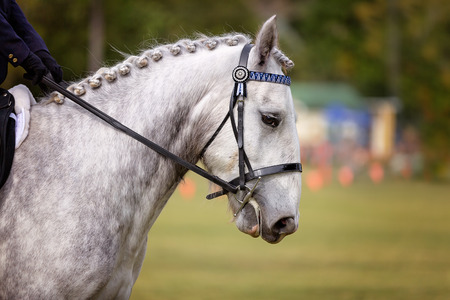 Grey horse with plaited mane being ridden in the ring of a country showの写真素材