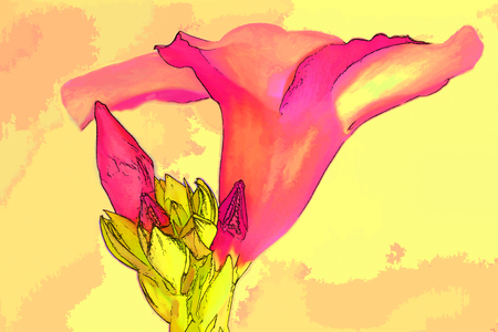 Close up of an pink flower and buds against a white background, looks hand painted, artistic.の写真素材