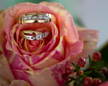 Wedding rings on an orange roseの写真素材