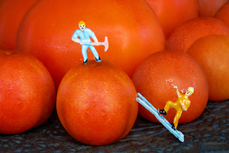 A tiny miniature male worker figure with a pick standing on top of a cherry tomato while another tiny miniature worker climbs a ladderの写真素材