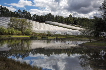 The tents covering berries at a farm in Tasmania are reflected in the waters of the lake in front of themの写真素材