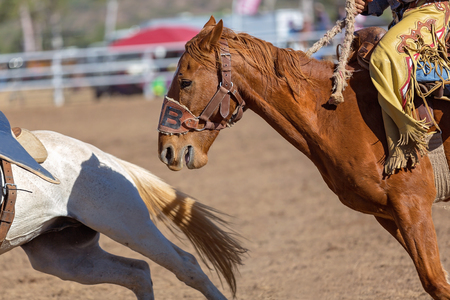 Close Up Of A Bucking Horse Being Ridden In A Competition In A Country Rodeoの写真素材