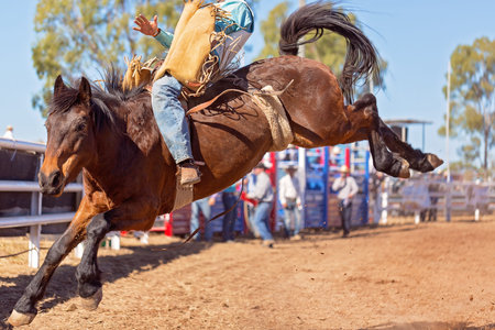 Cowboy riding a bucking bronc horse in a rodeo competition in Australiaの写真素材