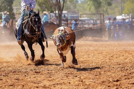 Calf being lassoed in a team calf roping event by cowboys at a country rodeo
