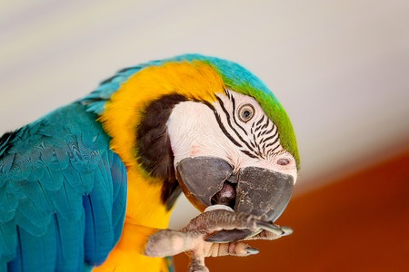A blue and gold macaw pecking his claw with his beakの写真素材