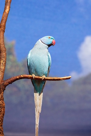 Blue Indian ring neck parrot sitting on a branch with wire cage background against a blue skyの写真素材