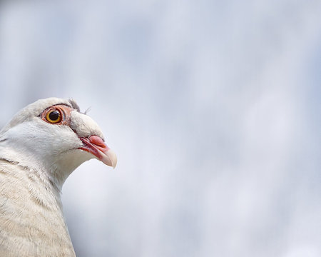 Close up of a Torres Straight pigeon isolated against a bright background