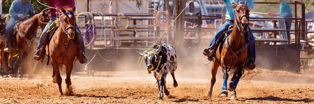 Calf being lassoed in a team calf roping event by cowboys at a country rodeoのeditorial素材