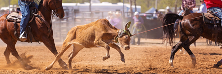 Calf being lassoed in a team calf roping event by cowboys at a country rodeoのeditorial素材
