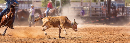 Calf being lassoed in a team calf roping event by cowboys at a country rodeo