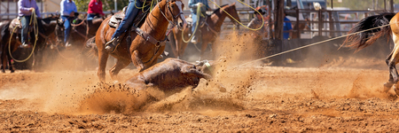 Calf being lassoed in a team calf roping event by cowboys at a country rodeoのeditorial素材
