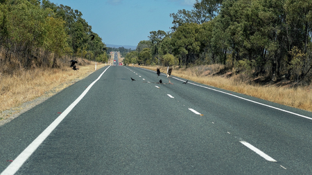 Birds eating an animal carcass in the middle of the highwayの写真素材