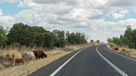 Cattle feeding on the side of a highway in outback Australia during the droughtの写真素材