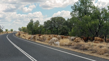 Cattle feeding on the side of a highway in outback Australia during the droughtの写真素材
