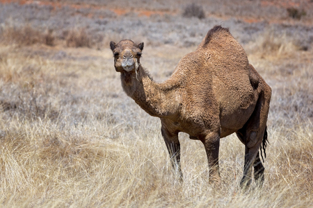 Camel in a field in outback Australiaの写真素材