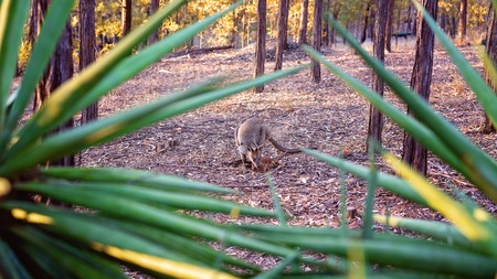 Australian rock wallaby looking for foodの写真素材