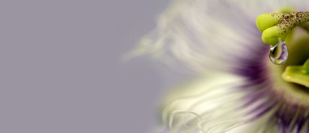 Passion Fruit Flower card with copy space for business advertisement, corporate or personal greetingの写真素材