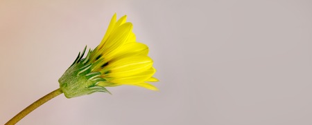 Yellow daisy flower card with copy space for business advertisement, corporate or personal greetingの写真素材