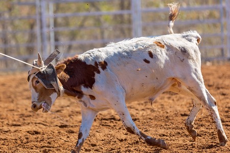 Close up of the face of a calf lassoed at a country rodeo competitionの写真素材