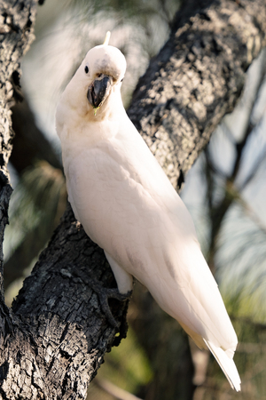 Sulphur-crested white cockatoo sitting on a branchの写真素材