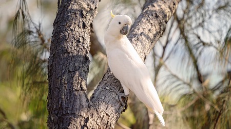 Sulphur-crested white cockatoo sitting on a branchの写真素材