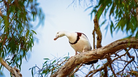 Australian Radjah Shelducks sitting on a tree branch.の写真素材